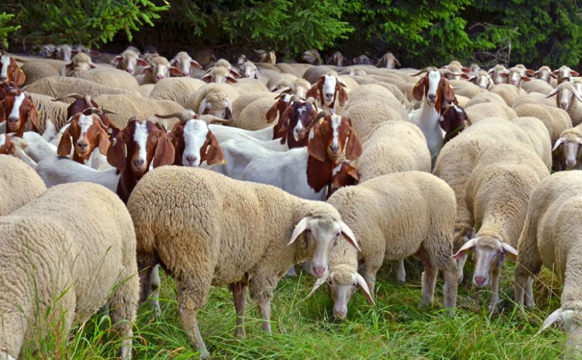 Goatsvssheep-1