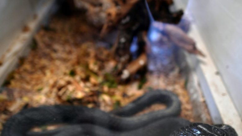 Snakeaf
