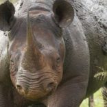 Mhoje_rhinoss_photo_jpg