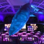 Amnh
