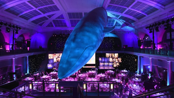 Amnh
