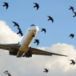Birdairstrike