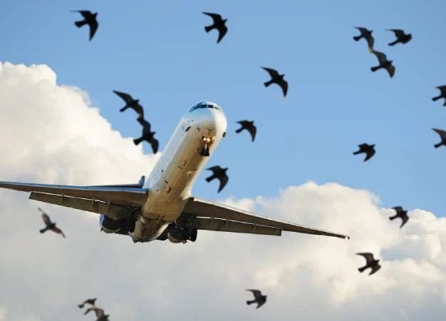 Birdairstrike