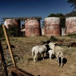 Farmzim.afp_