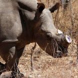 File-photo-a-white-female-rhino-named-carol-is-seen-after-she-was-dehorned-by-the-animal-and-wildlife-area-research-and-rehabilitation-aware-at-lake-chivero-recreational-park-in-norton-1