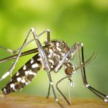 Malariaaa.mosquito