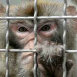 Monkeyschinese