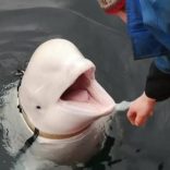 Whalespyy
