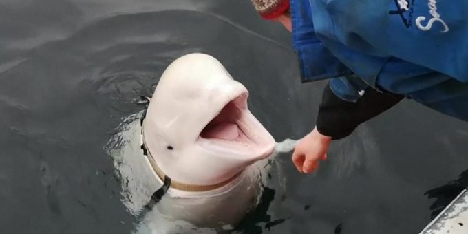 Whalespyy
