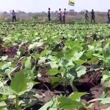 AGRICULTURA-CABO-DELGADO-1