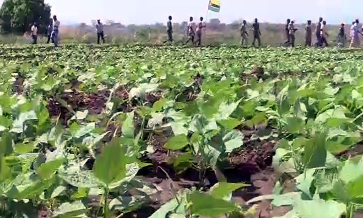 AGRICULTURA-CABO-DELGADO-1