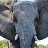 Mhoje_elephantgetty_photo_jpg