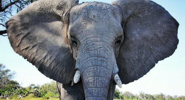 Mhoje_elephantgetty_photo_jpg