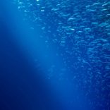 Blueeconomyfile