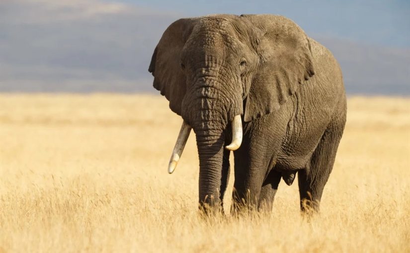 Elephantstockk