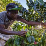 Gorongosacoffee