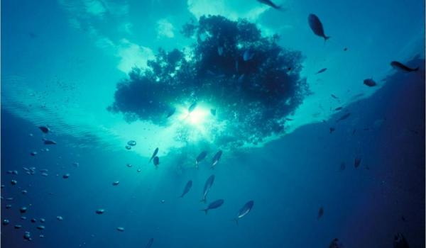 Indianocean