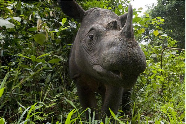 Rhino-1