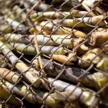 0000652919_resized_sugarcane1022bloomberg