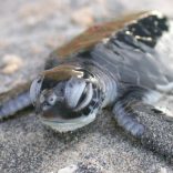 6-Turtle-Hatchling-Coastal-East-Africa-CREDIT-Jason-Rubens-WWF-Canon.568