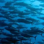 Mhoje_tunabondsmoz_photo_jpg-765x510-765x510