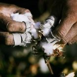 Cotton.f