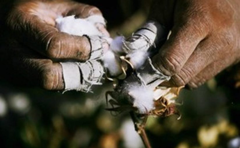 Cotton.f
