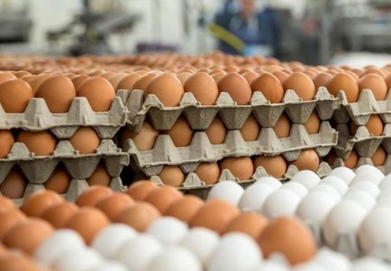 Eggsfilefile