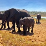 Elephantsss