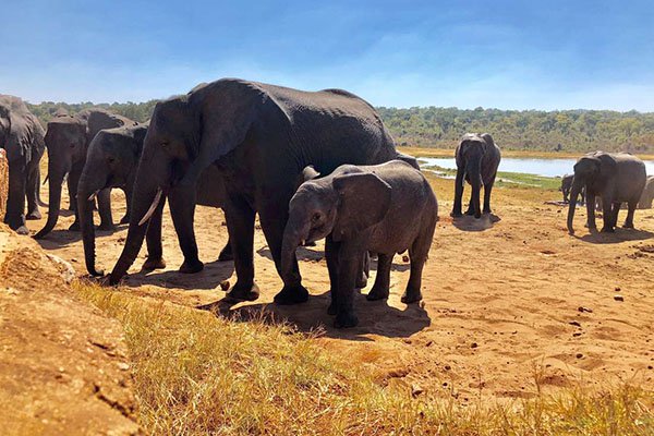 Elephantsss