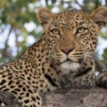 Leopardsak