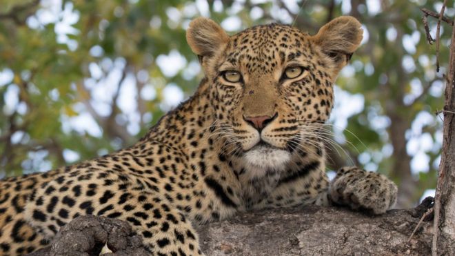 South Africa: Toddler killed by leopard in Kruger National Park ...