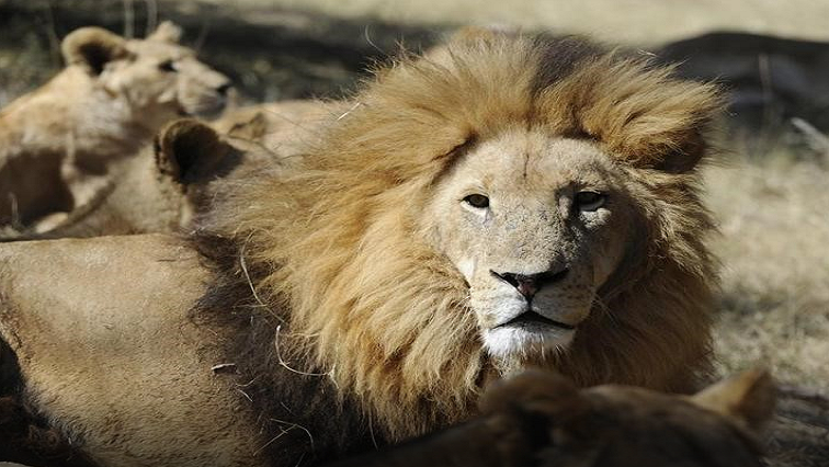 Lions