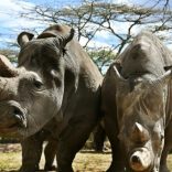 Rhinosfilaafp