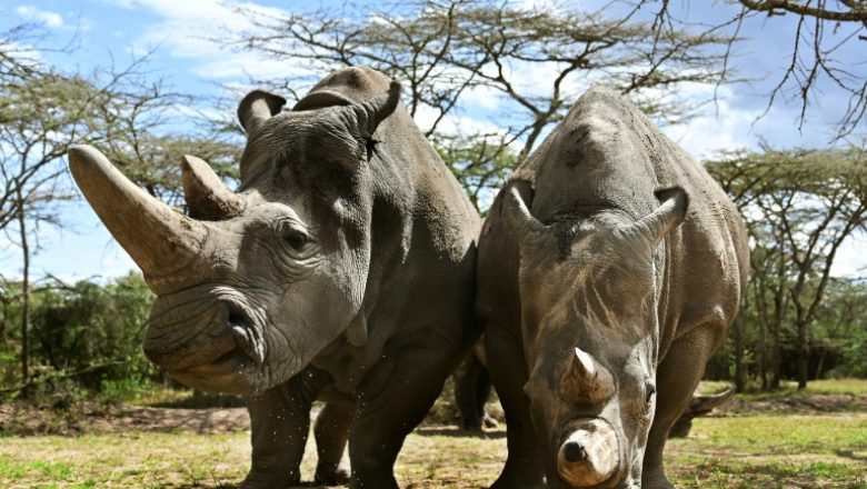 Rhinosfilaafp