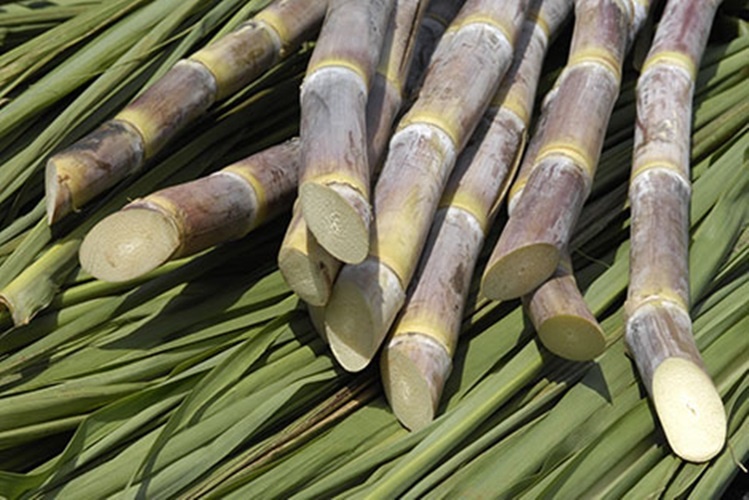 Mhoje_sugarcane_photo_jpg