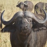 Buffallo1.supp_