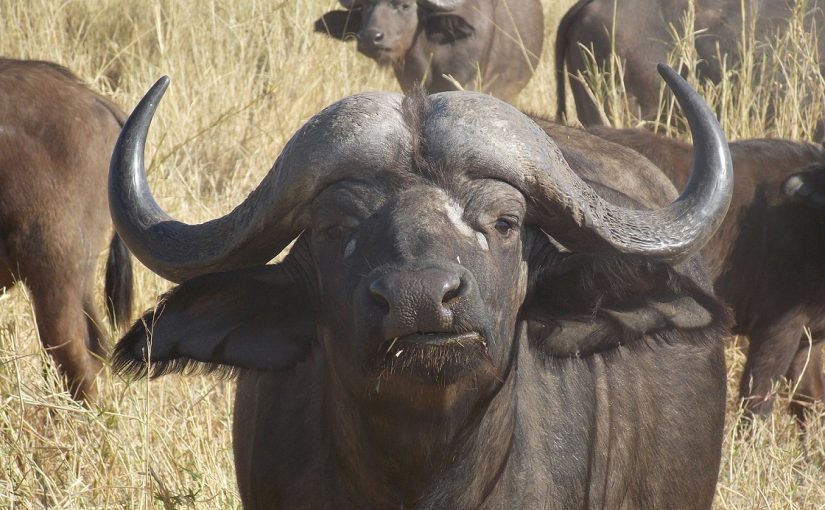 Buffallo1.supp_
