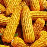 Corn