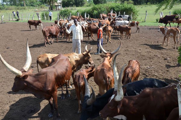 Cows-1