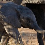 Elephantsdebeers