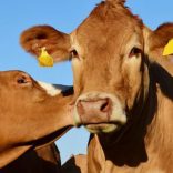 Livestockb