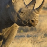 Rhinosa