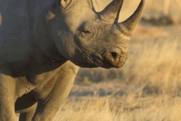 Rhinosa