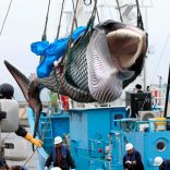Whales.japanliftsban