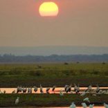 GORONGOSA-