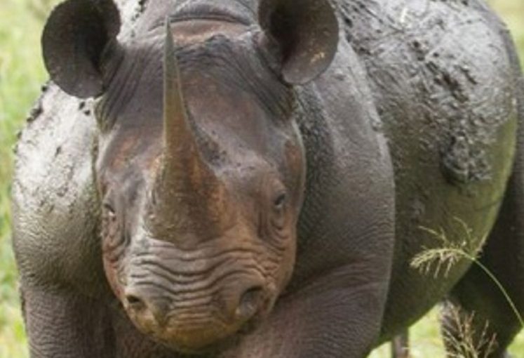 Mhoje_rhinoss_photo_jpg