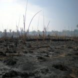 Amazonfires