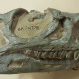 Dinosa1