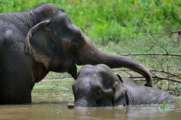 Elephant.lusa_